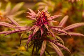 Ultimate Guide to Red Devil Auto The Perfect Strain for Every Cultivator