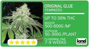 Ultimate Guide to Red Devil Auto The Perfect Strain for Every Cultivator
